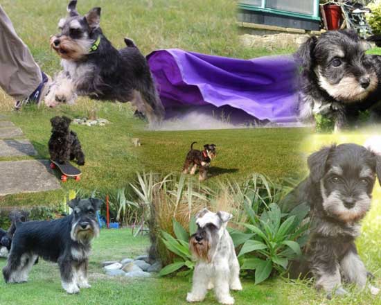 Quickpaw Miniature Schnauzers